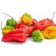 Aji Dulce